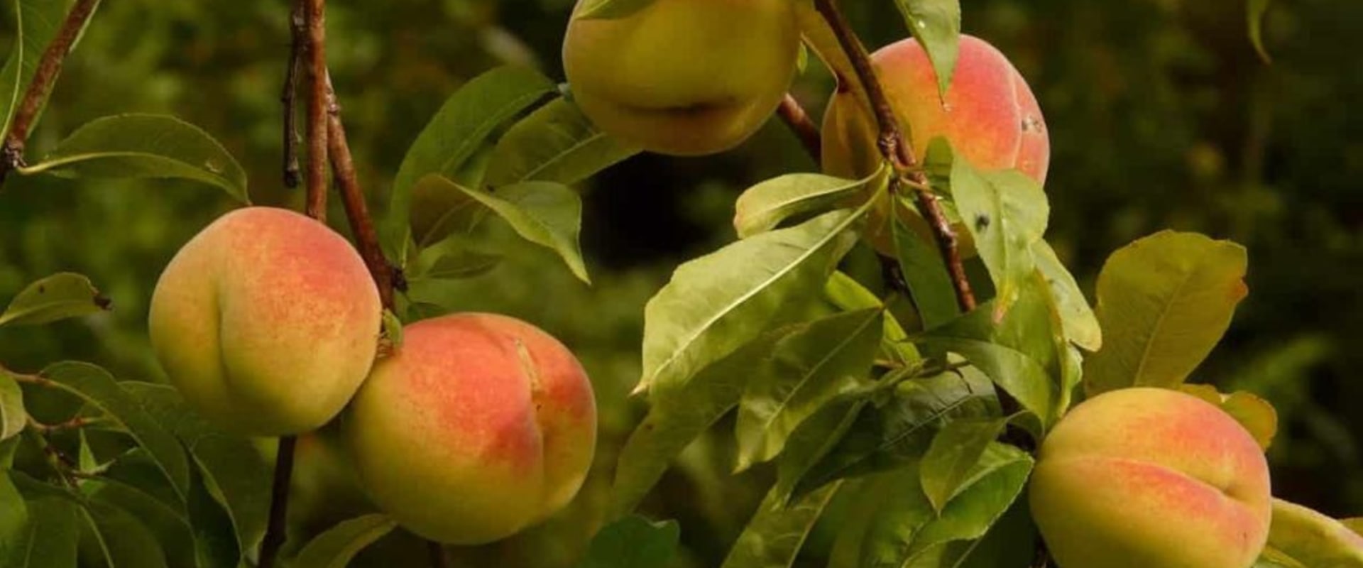 When Is Peach Season in California? A Complete Guide to the Best Time for Fresh, Juicy Peaches