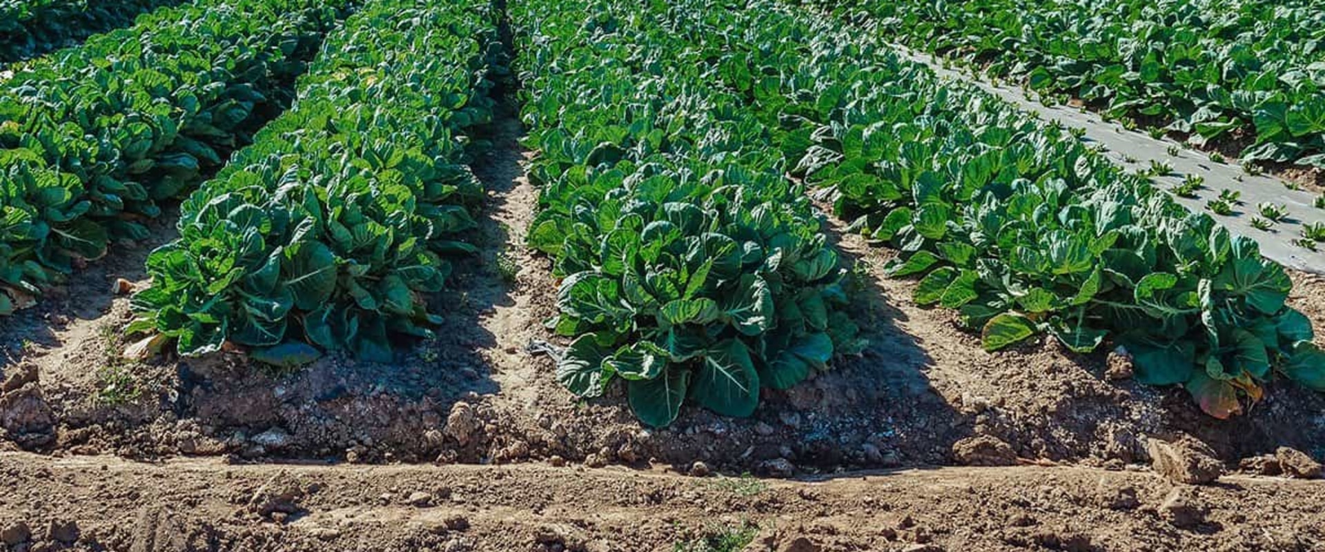 Extensive Vs Intensive Agriculture: Making the Right Choice for Sustainable Farming