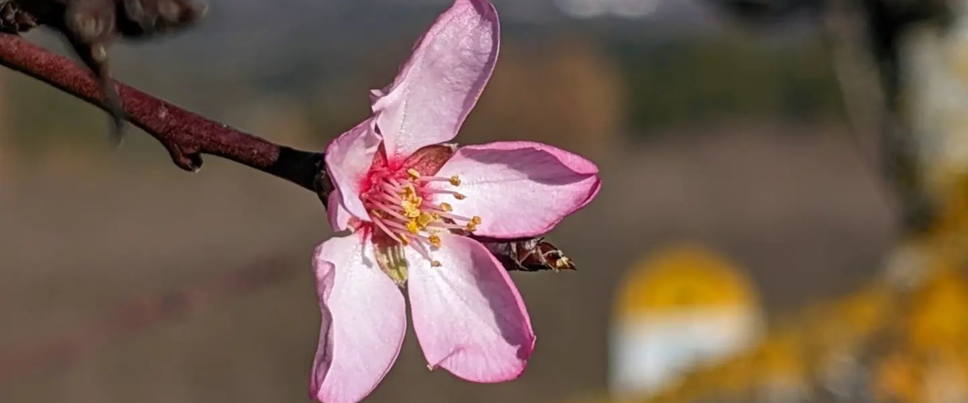 The Joy of Seeing the First Flowers of Spring: Discover the Beautiful Blooms That Signal the End of Winter