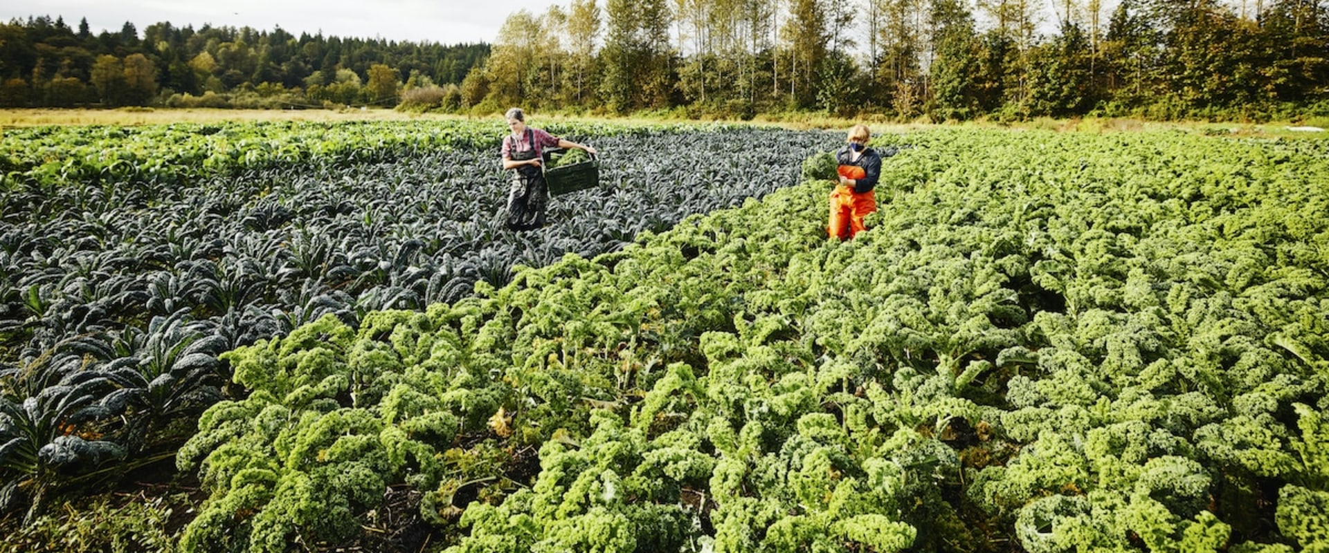 The Power of Sustainable Agriculture: An Expert's Perspective