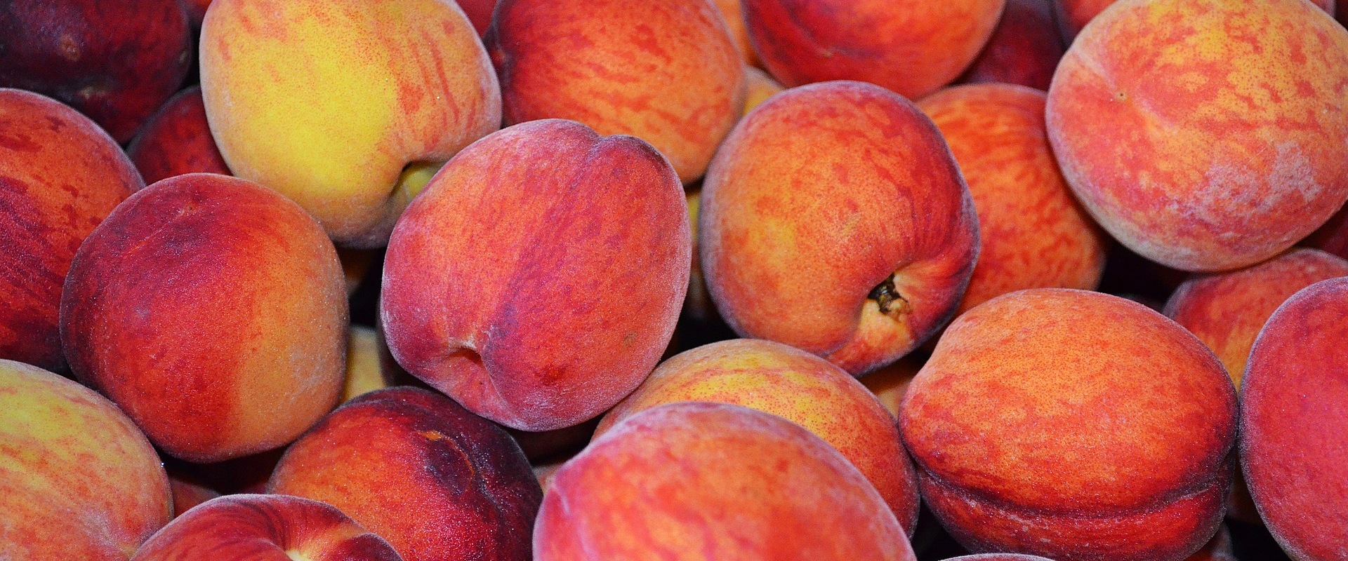 Find A Peach Orchard Near Me And Learn How Sustainable Farming Impacts Your Peaches