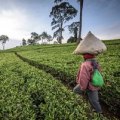 10 Benefits Supporting the Importance of Agriculture: Building a Sustainable and Resilient Future