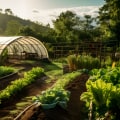 Organic Farming Examples That Lead the Way In Sustainable Practices