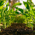 Sustainable Agriculture: A Necessity for Our Planet's Future