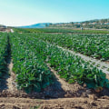 Extensive Vs Intensive Agriculture: Making the Right Choice for Sustainable Farming