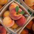 Choosing The Best Tasting Summer Peaches From Farms Committed To Sustainability