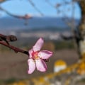 The Joy of Seeing the First Flowers of Spring: Discover the Beautiful Blooms That Signal the End of Winter