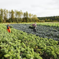 The Power of Sustainable Agriculture: An Expert's Perspective