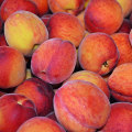 Find A Peach Orchard Near Me And Learn How Sustainable Farming Impacts Your Peaches