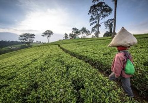 10 Benefits Supporting the Importance of Agriculture: Building a Sustainable and Resilient Future