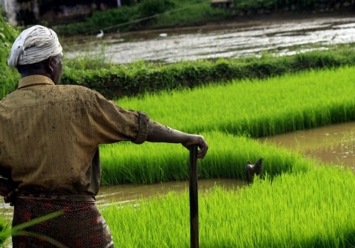 Practical Subsistence Agriculture Examples for Building a Sustainable Farming Future