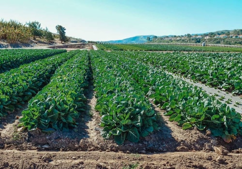 Extensive Vs Intensive Agriculture: Making the Right Choice for Sustainable Farming