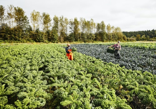 The Power of Sustainable Agriculture: An Expert's Perspective