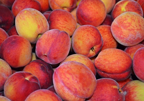 Find A Peach Orchard Near Me And Learn How Sustainable Farming Impacts Your Peaches